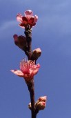 peach blossoms