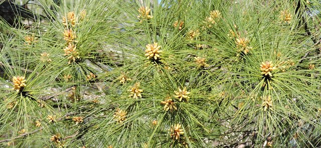 Prolific Pine Pollen&nbsp;Prognostication