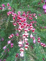 Another flowering plant we didn't recognize