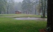 Ducks swimming in the yard