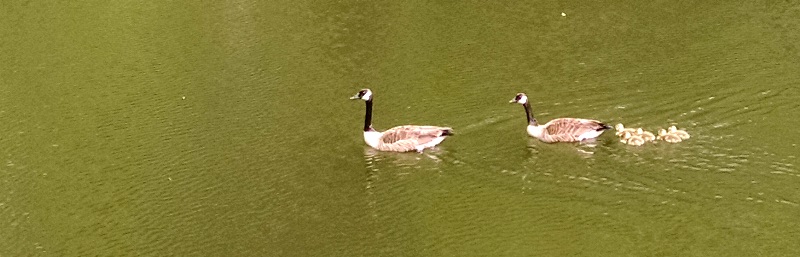 Tent Platforms Finally&nbsp;Finished
