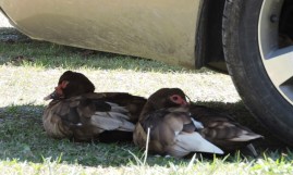 Resident ducks enjoying the shade of our car