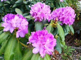 Rhododendrons on campus