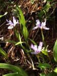 Wild irises