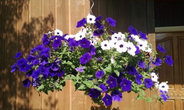 Petunias at the office