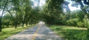 Tunnel of pecan trees