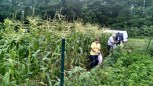 Corn picking excursion
