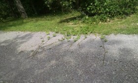 In case you were wondering how fast kudzu grows, it grew over halfway across our driveway in a week.