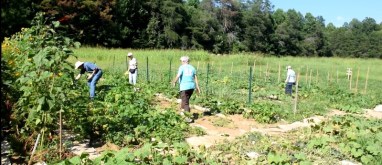 Ken, Joyce, Els and Anne in the garden