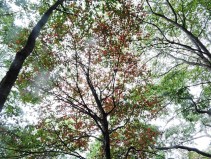 Some of the leaves are already beginning to change