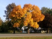 The tree we saw earlier in the week has become even more colorful