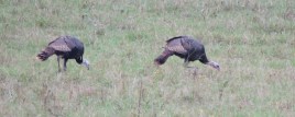 A couple of the turkeys that visited the pasture today