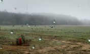 Fog, cows and turkeys. Our view early this morning.