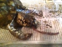 Noodle enjoying a meal