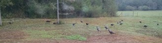 Turkeys were back this morning