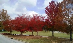 Fall foliage in SC