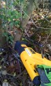 Using our reciprocating saw on the privet hedge