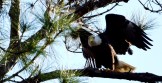 Eagle returning to nest