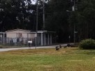 Turkeys in the yard