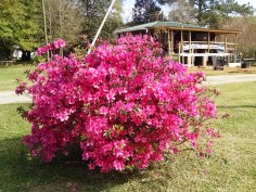 Blooming azalea