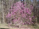 The tulip magnolia in our back yard is still in full bloom