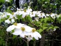 Dogwood blooming