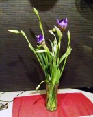 Second set of irises 1