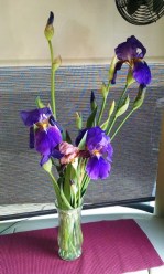 Two more irises bloomed