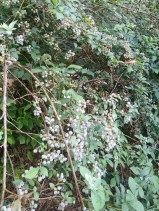 Checked our blueberries today and they are not ripe yet