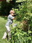 Picking a few blueberries