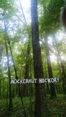Mockernut Hickory