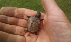 Baby turtle found in old garden
