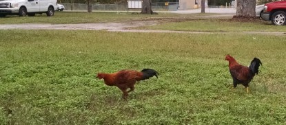 Our neighborhood roosters came by for a visit