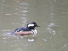 Male Hooded Merganser