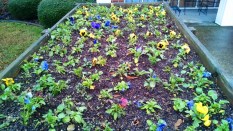 Pansy bed at the nursing home