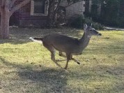 Running deer
