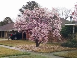 Pretty tulip tree we have been driving by all week