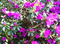 Beautiful azalea blooming at Baker Dr