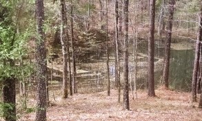 Pollen on the pond behind our house. No wonder we are still having allergy symptoms.