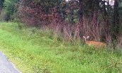 Deer beside the road