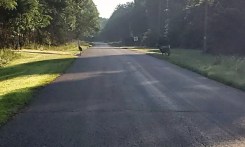 Poor Picture of Sandhill Crane and Deer in Road