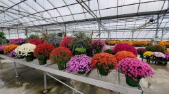 Beautiful flowers we saw at a local greenhouse on the road to Bay City