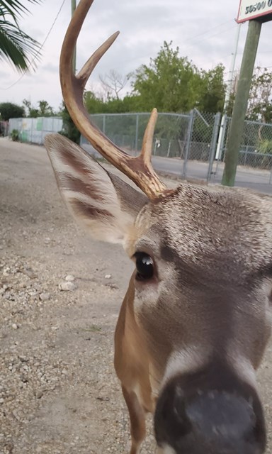 Excitement in the&nbsp;Keys!