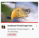 SWFL Eagle Cam