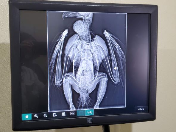 Y2V at REGI Week&nbsp;1