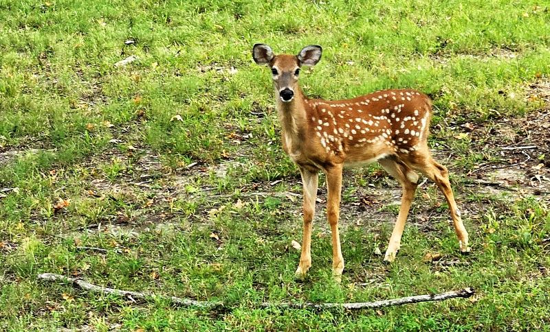 Land Between the&nbsp;Lakes