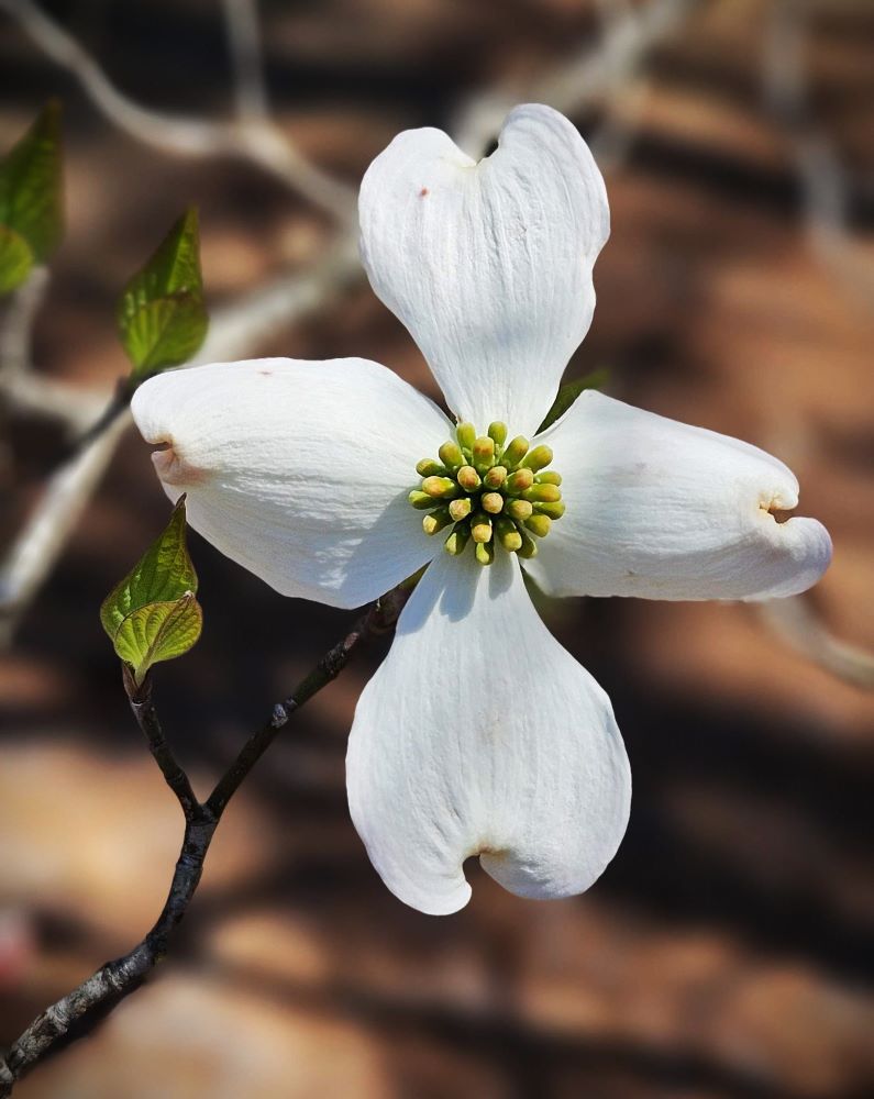 Spring 2024 NOMADS Project at Sumatanga – Week&nbsp;One