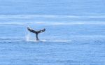 Humpback whale fluke