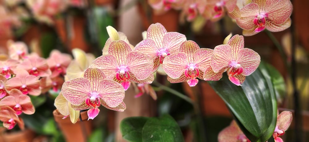 Atlanta Botanical Garden